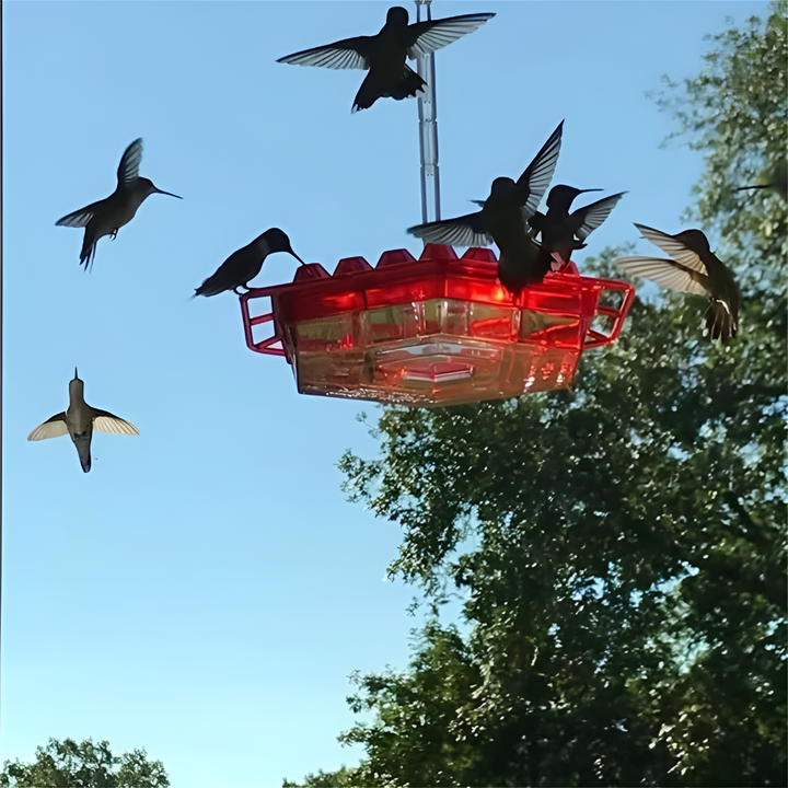 Muurahaiskestävä Hummingbird-ruokinta