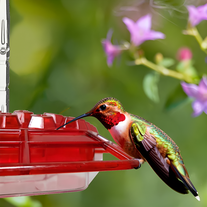 Muurahaiskestävä Hummingbird-ruokinta